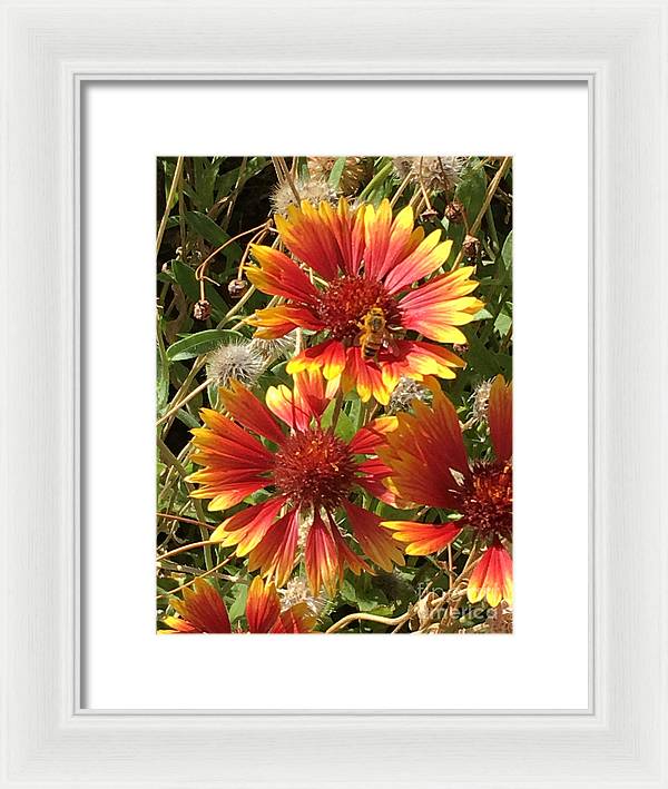 Busy Bee - Framed Print