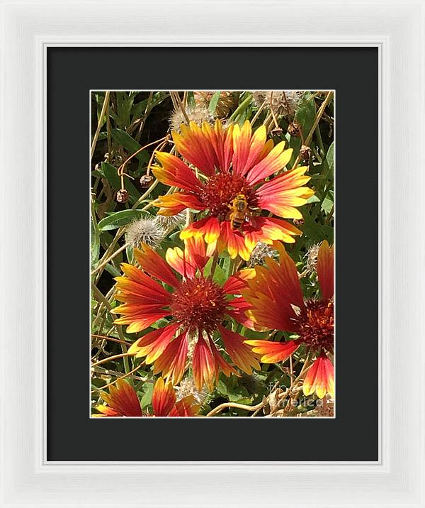 Busy Bee - Framed Print