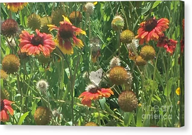 Butterfly on Gaillardia - Canvas Print