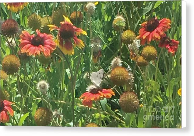 Butterfly on Gaillardia - Canvas Print