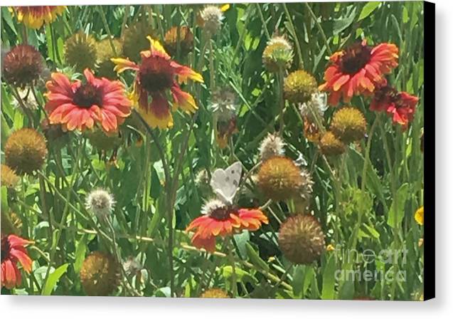 Butterfly on Gaillardia - Canvas Print