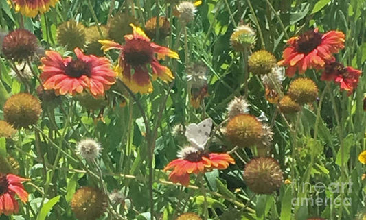 Butterfly on Gaillardia - Art Print