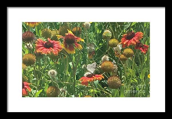 Butterfly on Gaillardia - Framed Print