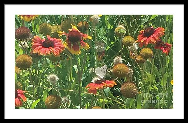 Butterfly on Gaillardia - Framed Print