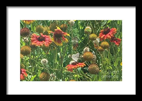 Butterfly on Gaillardia - Framed Print