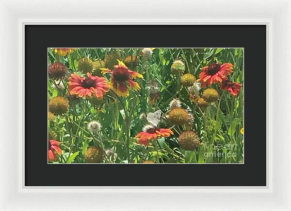 Butterfly on Gaillardia - Framed Print