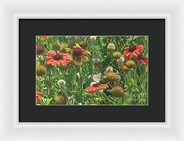 Butterfly on Gaillardia - Framed Print