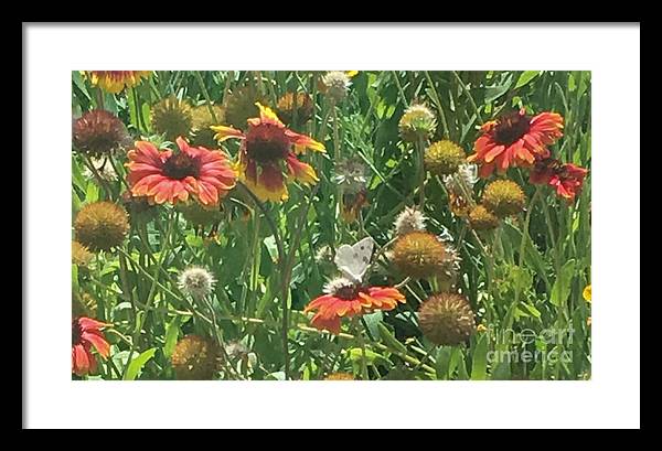 Butterfly on Gaillardia - Framed Print