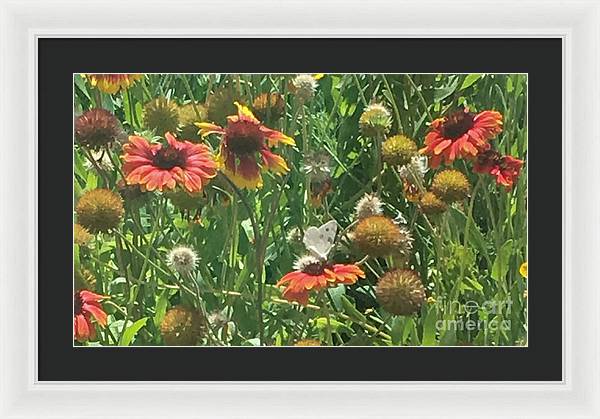 Butterfly on Gaillardia - Framed Print