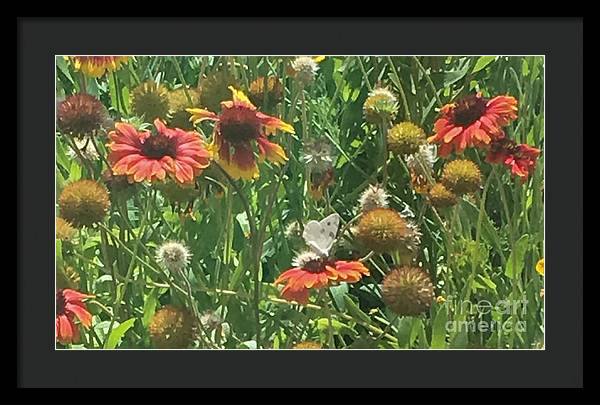 Butterfly on Gaillardia - Framed Print