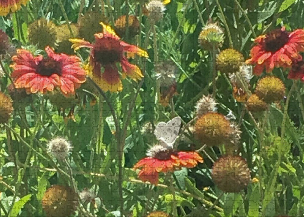 Butterfly on Gaillardia - Puzzle