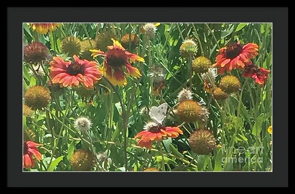 Butterfly on Gaillardia - Framed Print