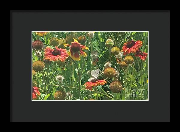 Butterfly on Gaillardia - Framed Print