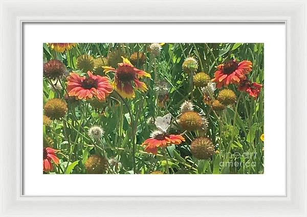 Butterfly on Gaillardia - Framed Print