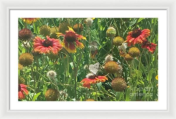 Butterfly on Gaillardia - Framed Print