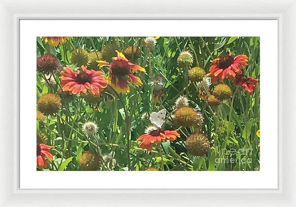 Butterfly on Gaillardia - Framed Print