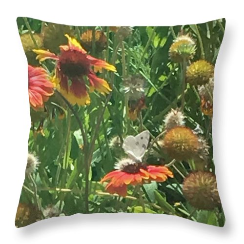 Butterfly on Gaillardia - Throw Pillow