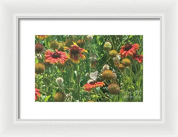 Butterfly on Gaillardia - Framed Print