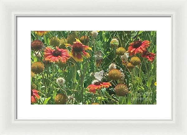 Butterfly on Gaillardia - Framed Print