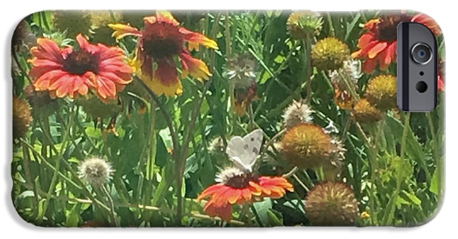 Butterfly on Gaillardia - Phone Case