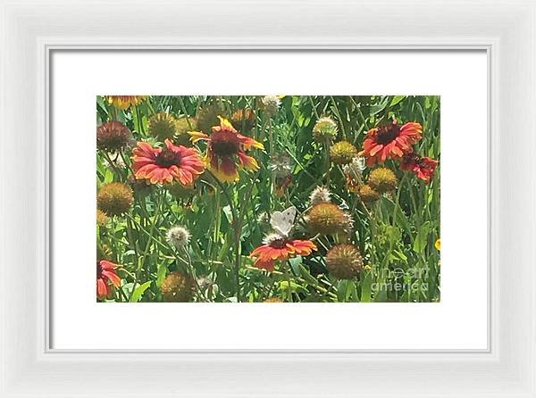 Butterfly on Gaillardia - Framed Print