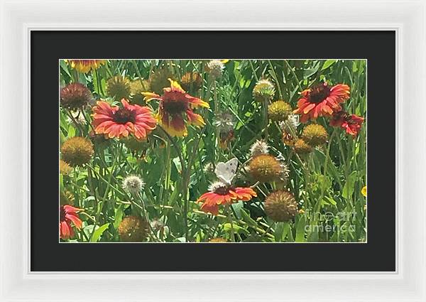 Butterfly on Gaillardia - Framed Print