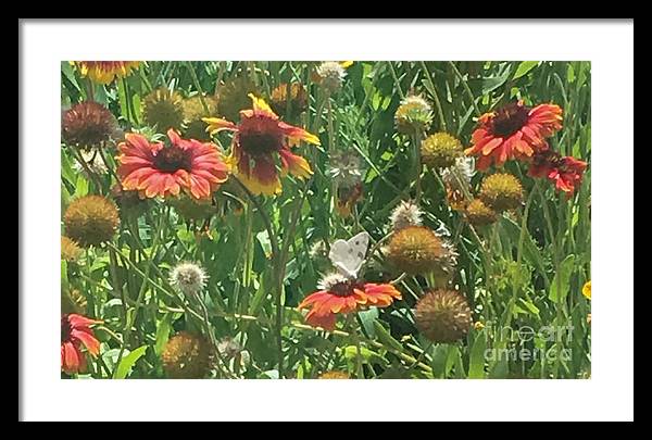 Butterfly on Gaillardia - Framed Print