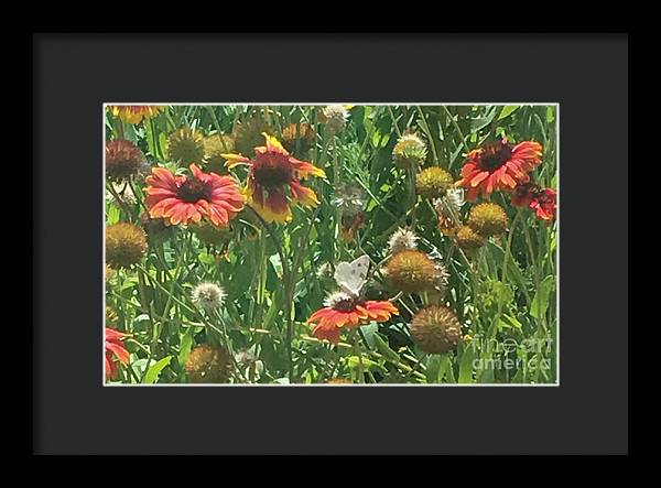 Butterfly on Gaillardia - Framed Print