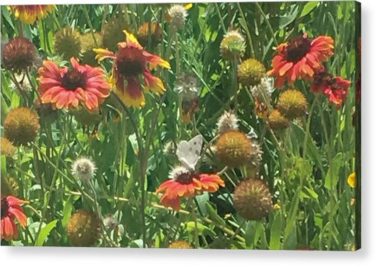 Butterfly on Gaillardia - Acrylic Print