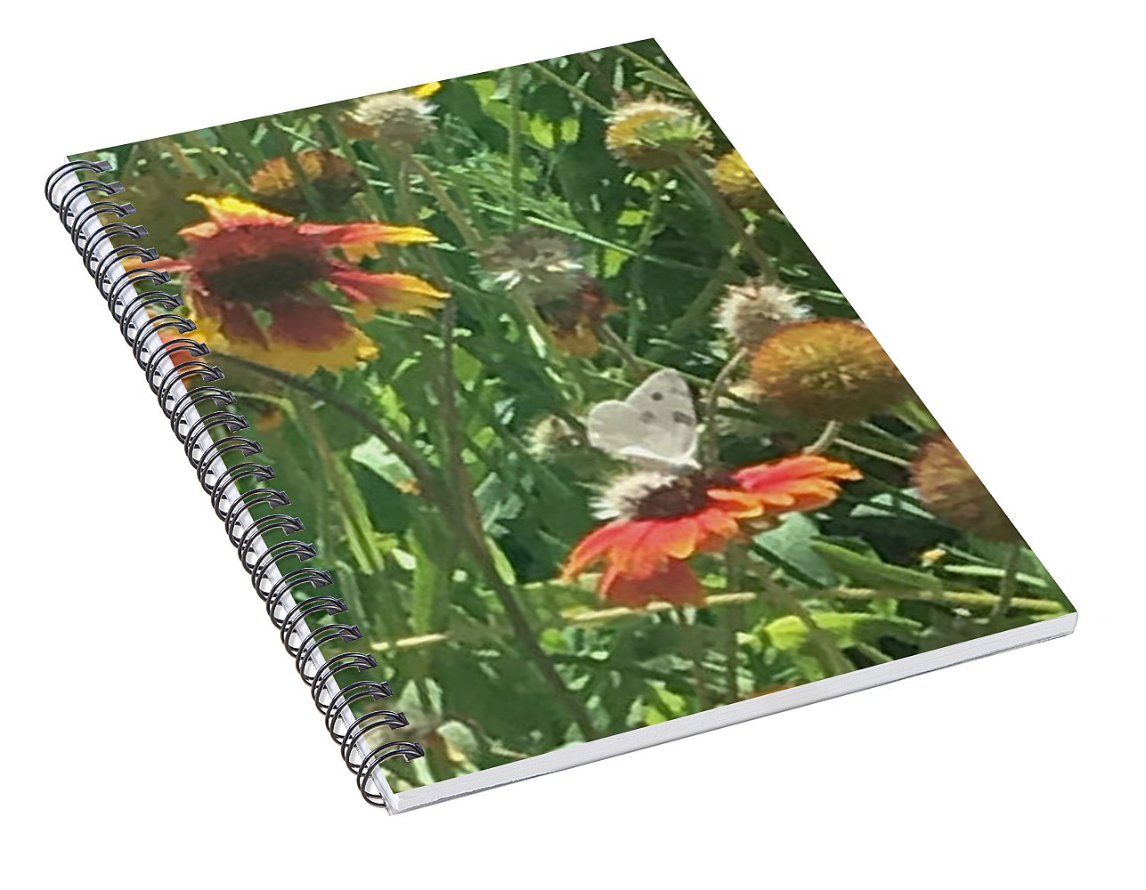 Butterfly on Gaillardia - Spiral Notebook