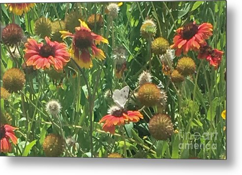 Butterfly on Gaillardia - Metal Print