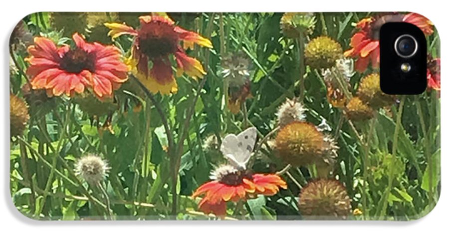 Butterfly on Gaillardia - Phone Case