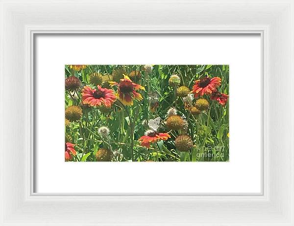 Butterfly on Gaillardia - Framed Print