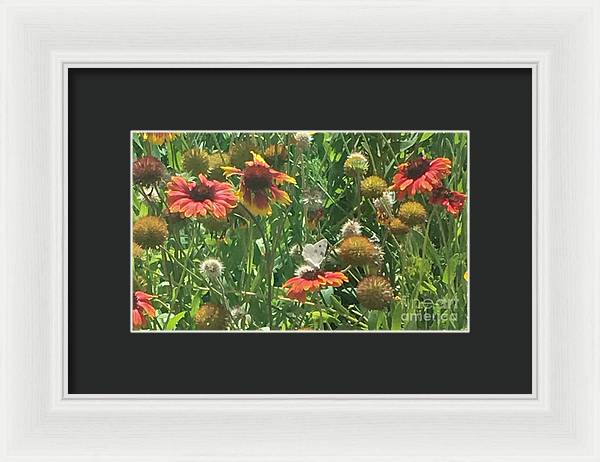 Butterfly on Gaillardia - Framed Print