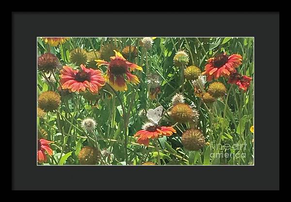 Butterfly on Gaillardia - Framed Print