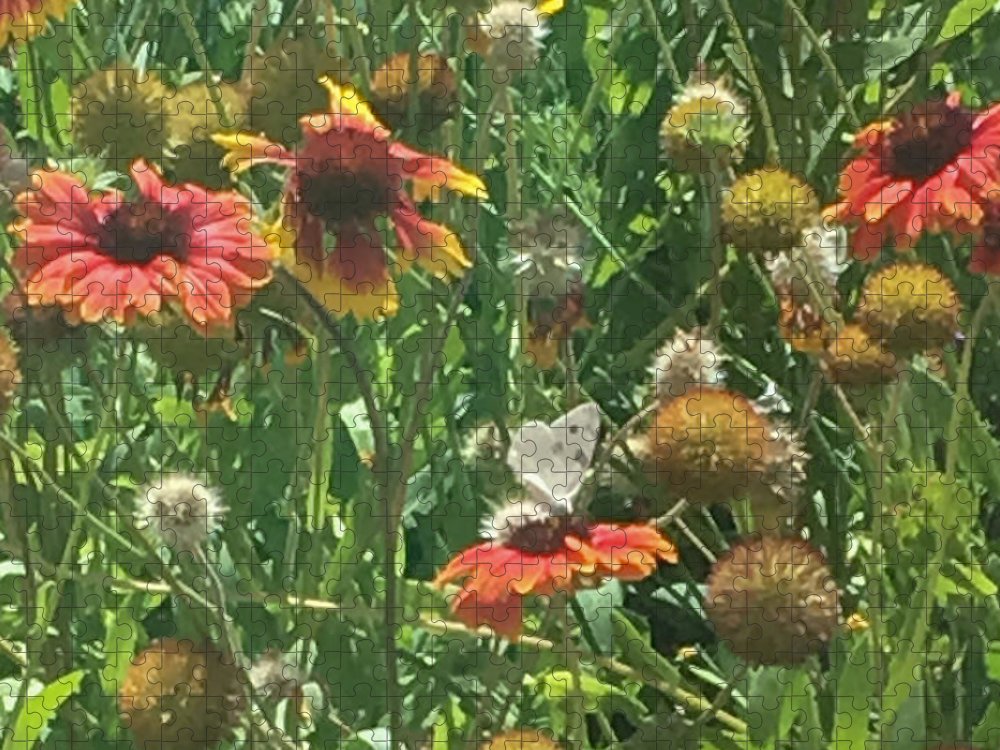 Butterfly on Gaillardia - Puzzle