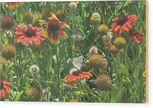 Butterfly on Gaillardia - Wood Print