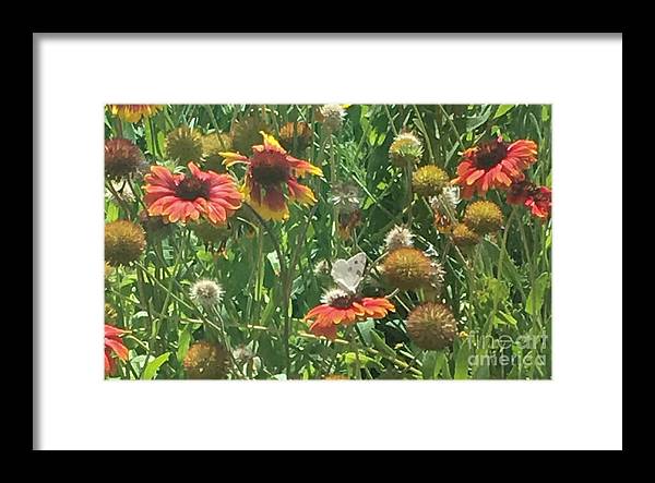 Butterfly on Gaillardia - Framed Print