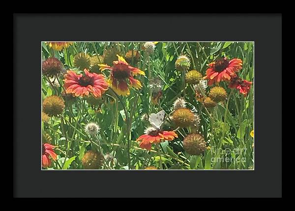 Butterfly on Gaillardia - Framed Print