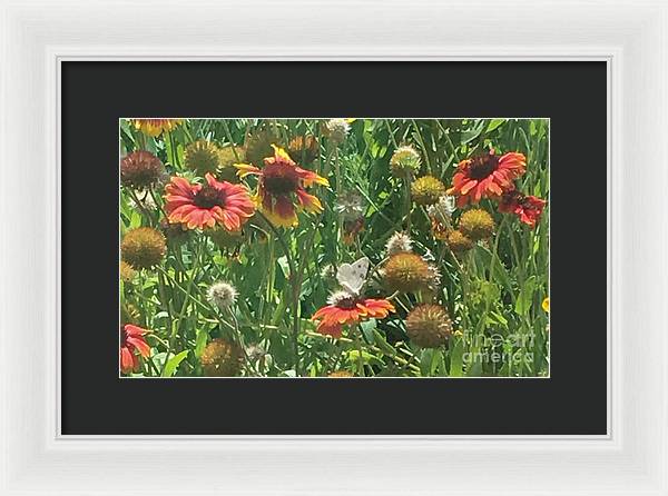 Butterfly on Gaillardia - Framed Print