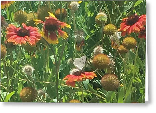 Butterfly on Gaillardia - Greeting Card