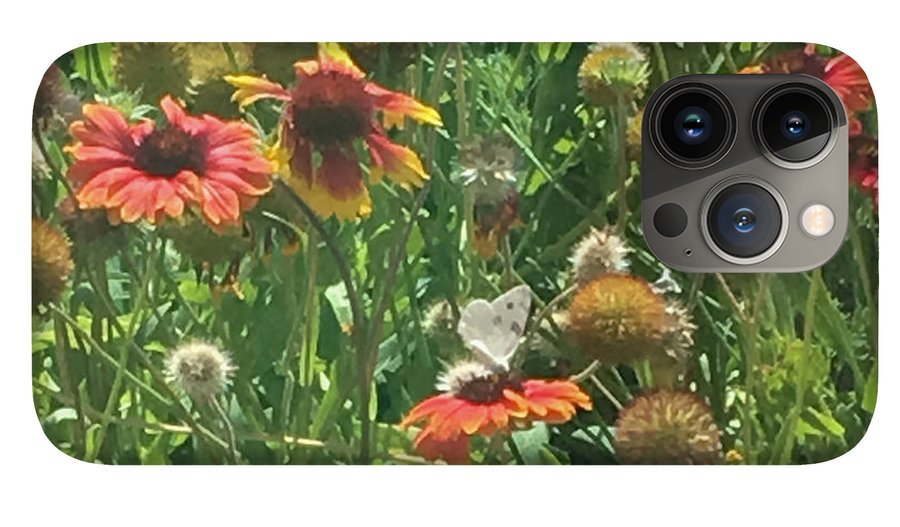 Butterfly on Gaillardia - Phone Case