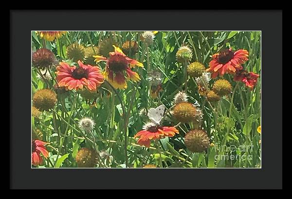 Butterfly on Gaillardia - Framed Print