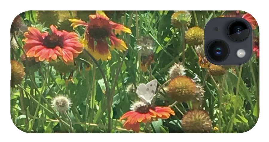 Butterfly on Gaillardia - Phone Case