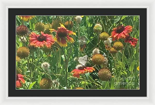 Butterfly on Gaillardia - Framed Print