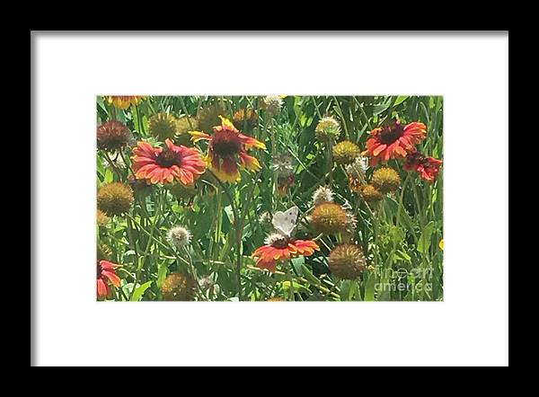 Butterfly on Gaillardia - Framed Print