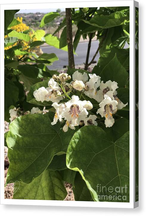 Catalpa - Canvas Print