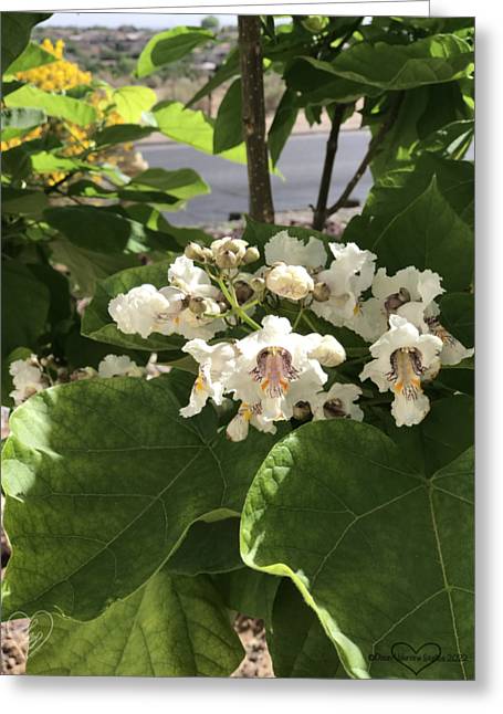 Catalpa - Greeting Card