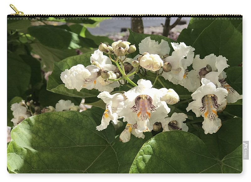 Catalpa - Zip Pouch