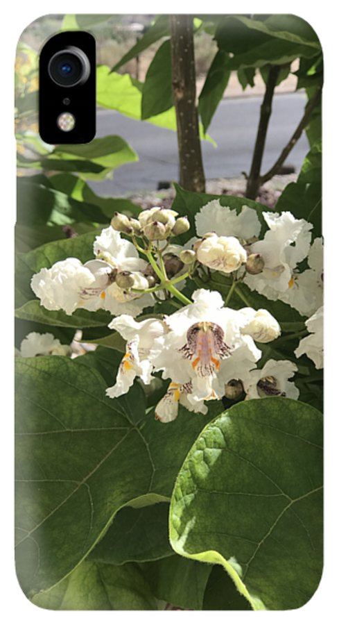 Catalpa - Phone Case